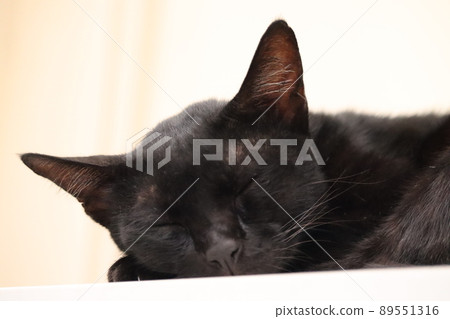 黑貓睡得很香 89551316