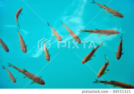 Fish in turquoise lake water. Plitvice, Croatia 89551321
