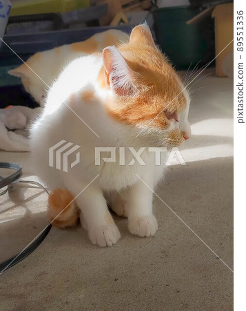 Cat playing in the warehouse 89551336