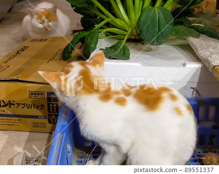 Cat playing in the warehouse 89551337