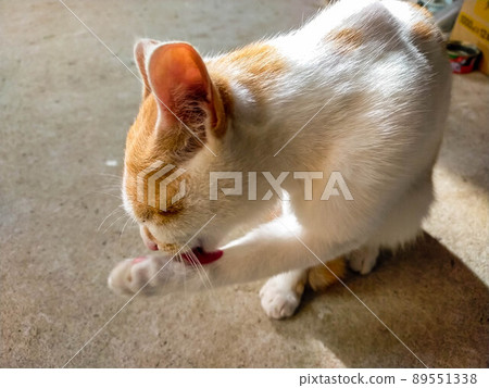 Cat playing in the warehouse 89551338