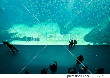 台灣桃園Xpark水族館。水族館讓遊客有機會看到超過 30,000 89551400