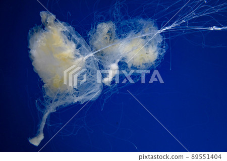 Sanderia melanaster.馬來沙水母在水中游泳在Xpark水族館 Sanderia melanaster.馬來沙水母在水中游泳在Xpark水族館 89551404