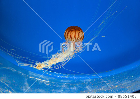 Chrysaora melanaster, Chrysaora melanaster, Xpark Aquarium, Taoyuan, Taiwan 89551405