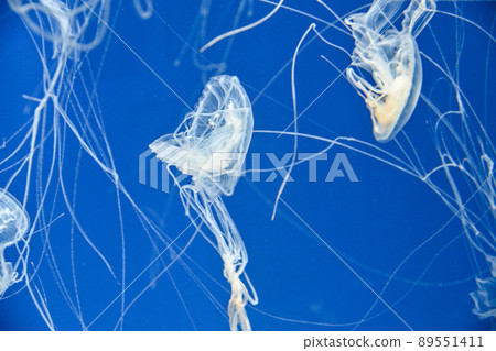 Sanderia melanaster.馬來沙水母在水中游泳在Xpark水族館 Sanderia melanaster.馬來沙水母在水中游泳在Xpark水族館 89551411