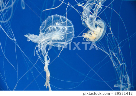 Sanderia melanaster.馬來沙水母在水中游泳在Xpark水族館 Sanderia melanaster.馬來沙水母在水中游泳在Xpark水族館 89551412