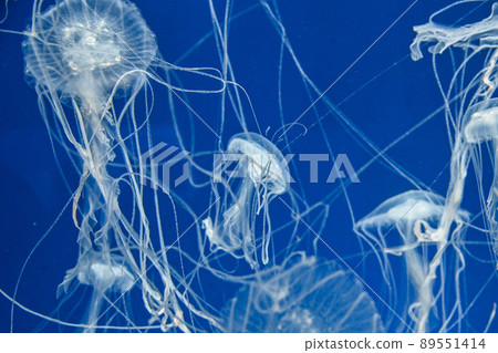 Sanderia melanaster. Malayan sand jellyfish swimming in water at Xpark aquarium 89551414