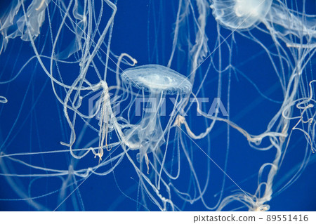 Sanderia melanaster.馬來沙水母在水中游泳在Xpark水族館 89551416