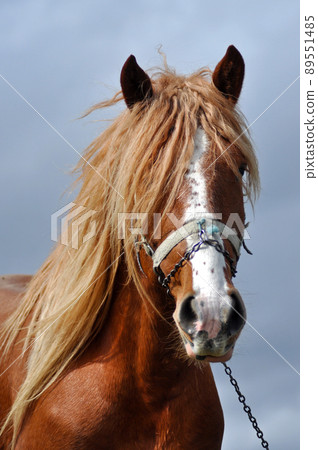 Brown horse with blonde hair Brown horse with blonde hair 89551485
