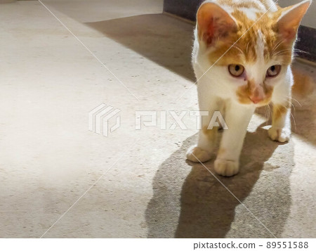貓在倉庫裡玩耍 89551588