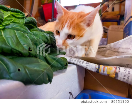 貓在倉庫裡玩耍 貓在倉庫裡玩耍 89551590