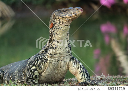 Monitor lizard in Lumpini Park, Thailand 89551719