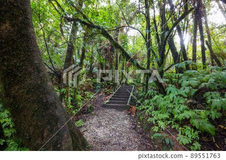 Boardwalk in the forest 89551763