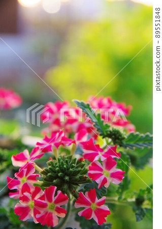 馬鞭草 馬鞭草 89551848