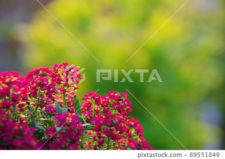 香雪草 香雪草 89551849