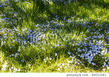 Green grass with blue flowers grows and blooms in the botanical garden 89551863