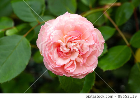 Pink rose flower growing on outdoor garden. Rosa chinensis 89552119