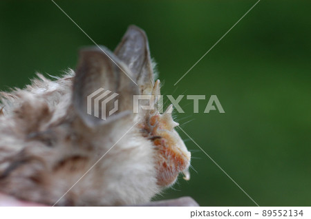 Chiropterologist holding and studying a bat Chiropterologist holding and studying a bat 89552134