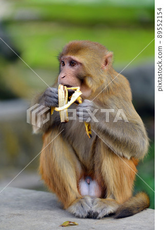 Monkey eating a banana 89552154