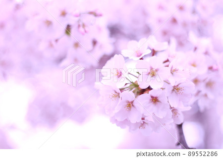 櫻花盛開 櫻花盛開 89552286
