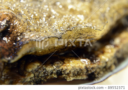 abalone abalone 89552371