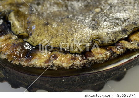 abalone abalone 89552374