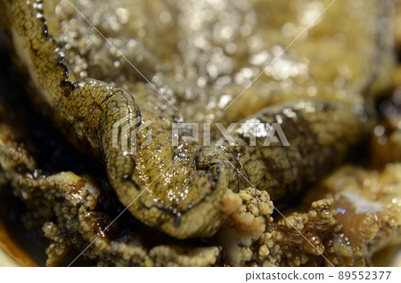 abalone 89552377
