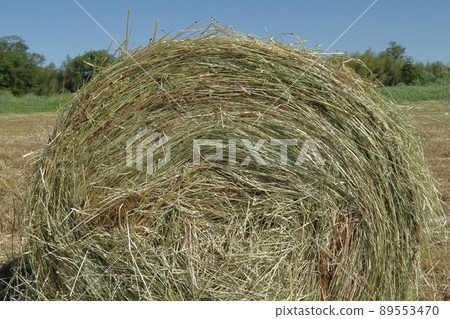 Side of grass roll Side of grass roll 89553470