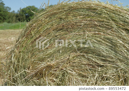 Side of grass roll Side of grass roll 89553472