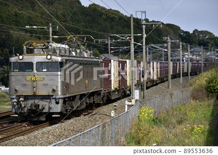 EF81-303（銀香蒲） 89553636