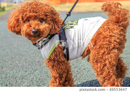 玩具貴賓犬散步 89553647
