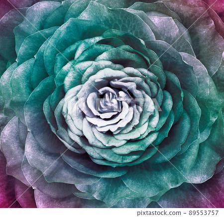 Rose  flower. Floral background. Closeup.  Nature. 89553757