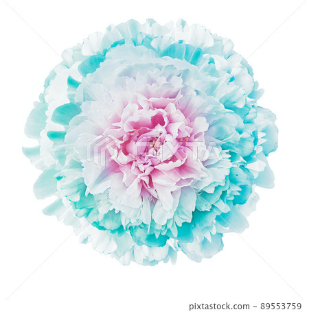 Peony flower on white isolated background with clipping path. Closeup. For design. Nature. Peony flower on white isolated background with clipping path. Closeup. For design. Nature. 89553759