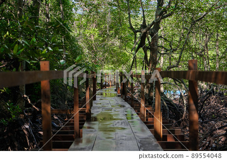 Walk through the mangrove forest in Asia 89554048