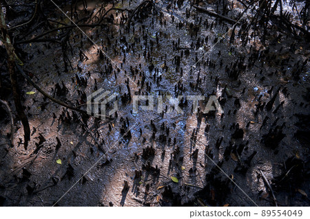 Wild mangrove forest. Mangrove trees close up 89554049