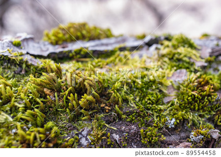 Tree branch overgrown with moss. Close up moss texture 89554458