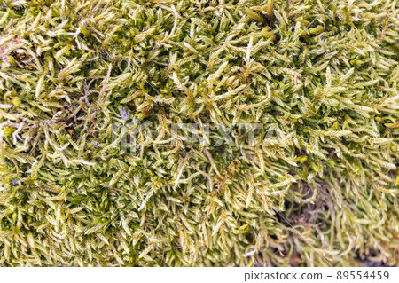 Close up of Moss on tree. Nature life background. Close Up of Tree Bark with Moss 89554459