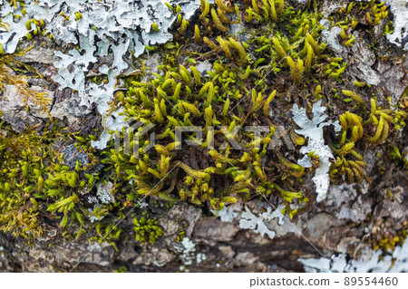 Tree branch overgrown with moss. Close up moss texture 89554460
