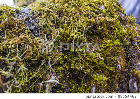 Tree branch overgrown with moss. Close up moss texture Tree branch overgrown with moss. Close up moss texture 89554462