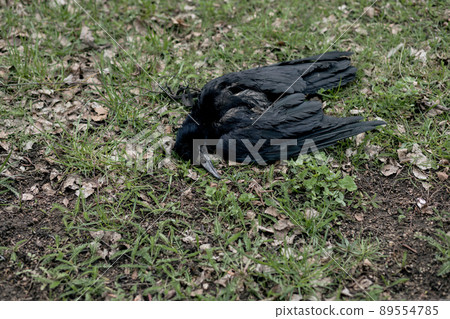 Dead bird crow in grass 89554785
