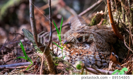 Grouse. A female grouse in a nest in the woods, incubating her eggs 89554805