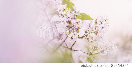 Beautiful flowering background Beautiful flowering background 89554855