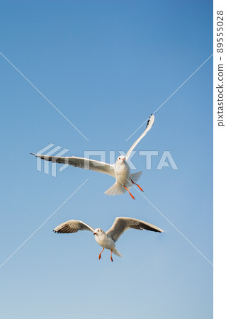 Pair of seagulls flying in the sky 89555028