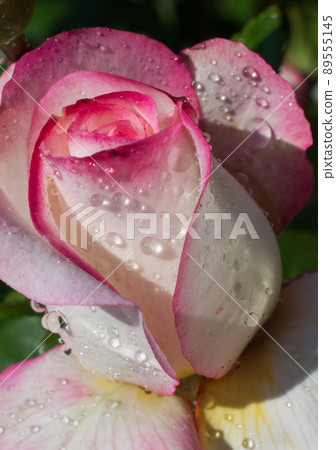 Blooming beautiful colorful rose bud in floral background Blooming beautiful colorful rose bud in floral background 89555145