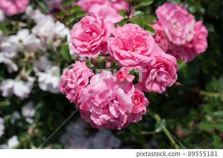 Blooming beautiful bunch of roses in the garden Blooming beautiful bunch of roses in the garden 89555181