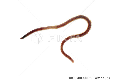 Chirori 魚餌白色背景 89555473