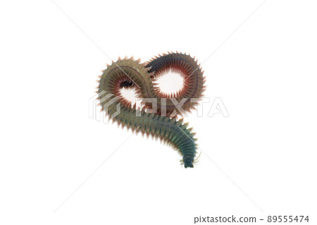 蝸牛我 Jarime 魚餌白色背景 蝸牛我 Jarime 魚餌白色背景 89555474