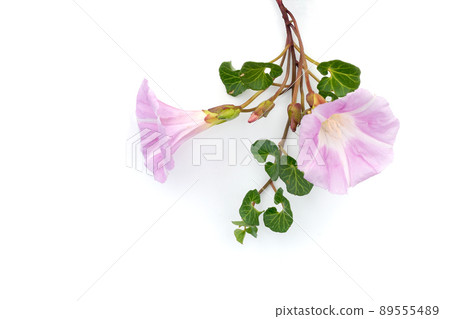 Bindweed beach plant white background 89555489