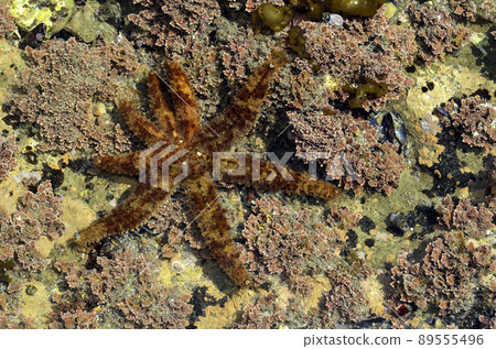 退潮時的 Coscinasterias 潮池 89555496