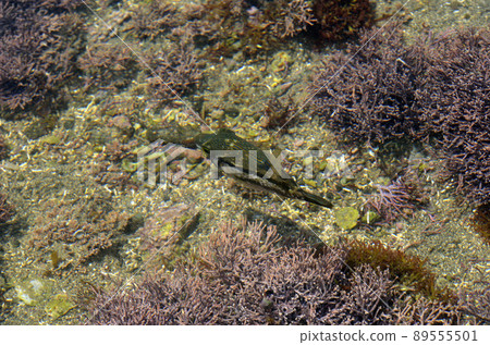 Kitamakura juvenile tide pool 89555501